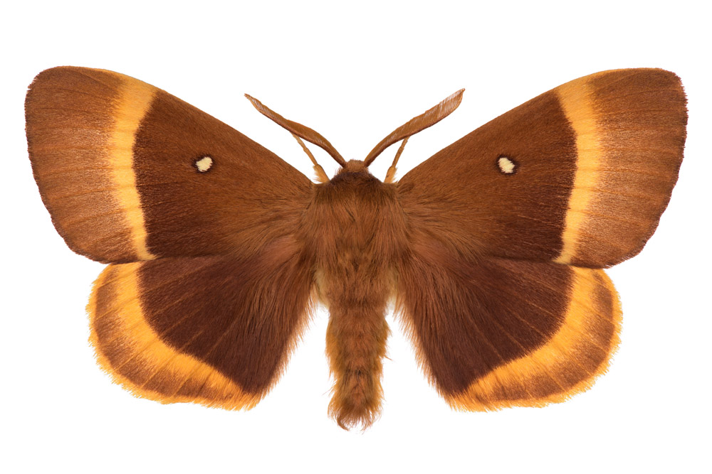 Familie der Glucken,  Fundort Gersheim, Flügelspannweite 58 Millimeter